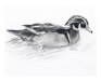 duck_low