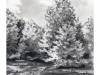 pond trees_low