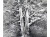 white oak_low