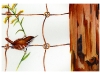 wren_low